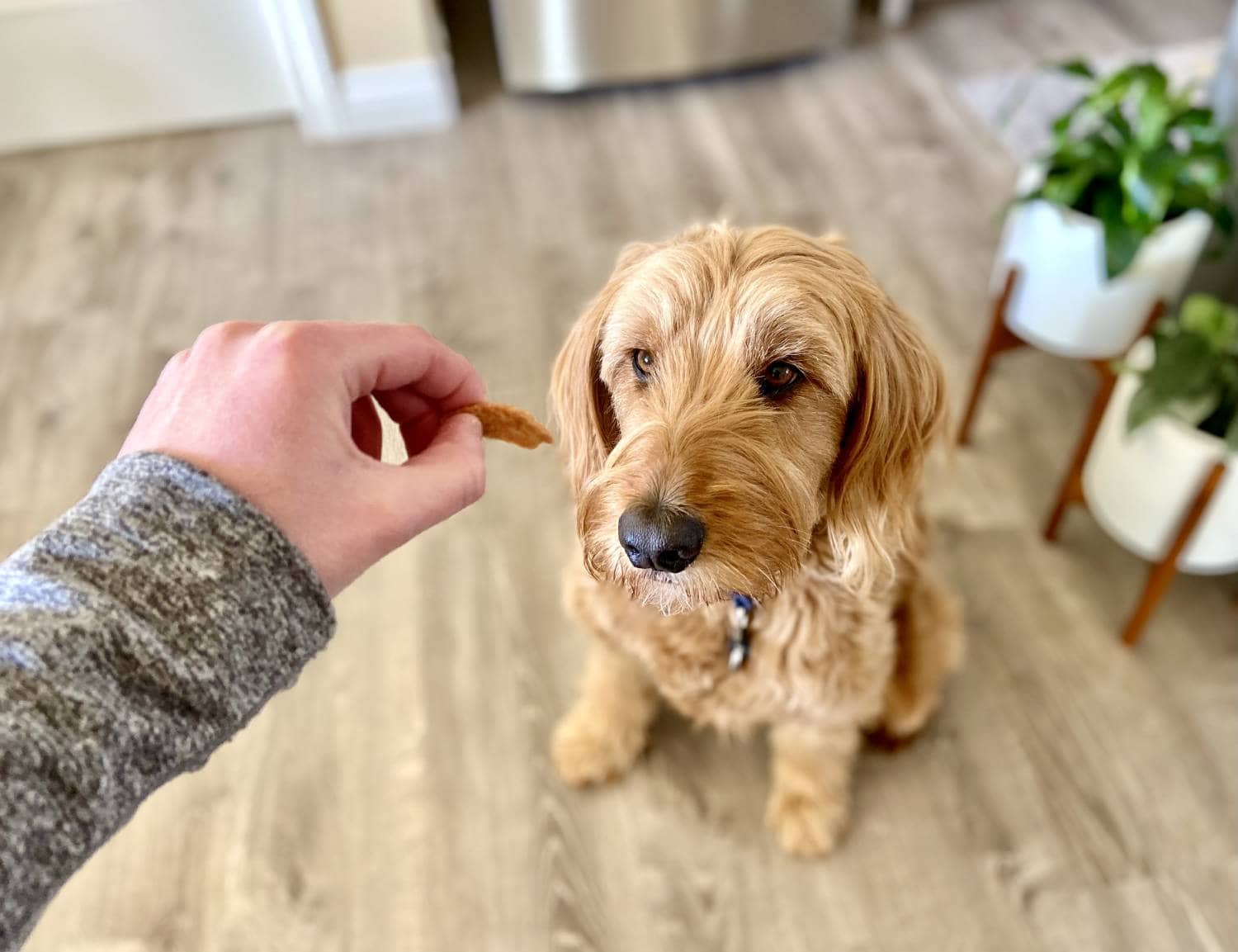 How to Train Your Dog with Love + Science Book Review - practicing eye contact