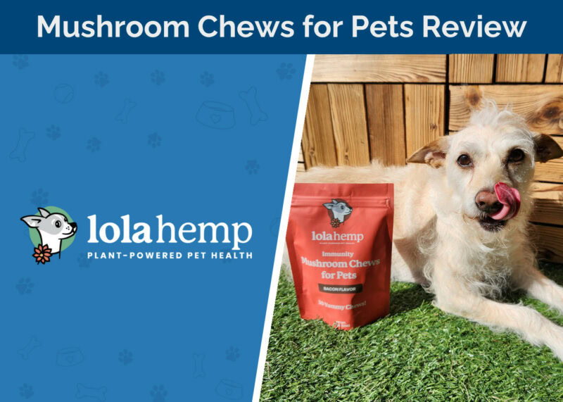Lolahemp Immunity Mushroom Chews Review - featured image