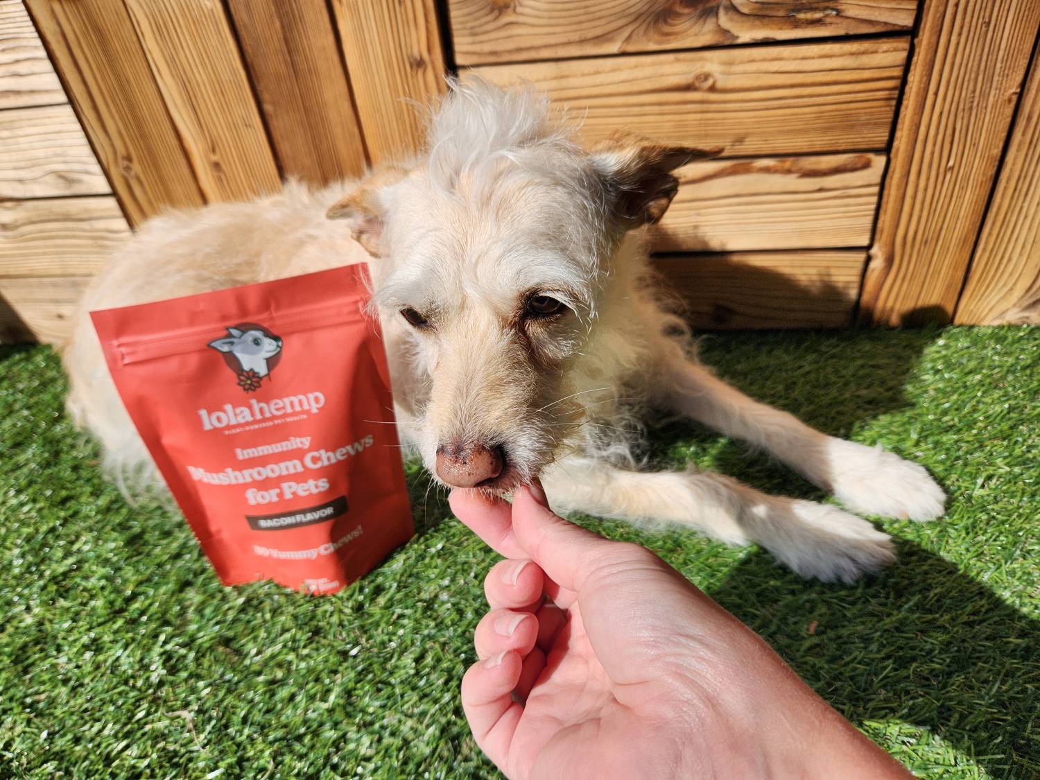 Lolahemp Immunity Mushroom Chews Review - feeding dogs