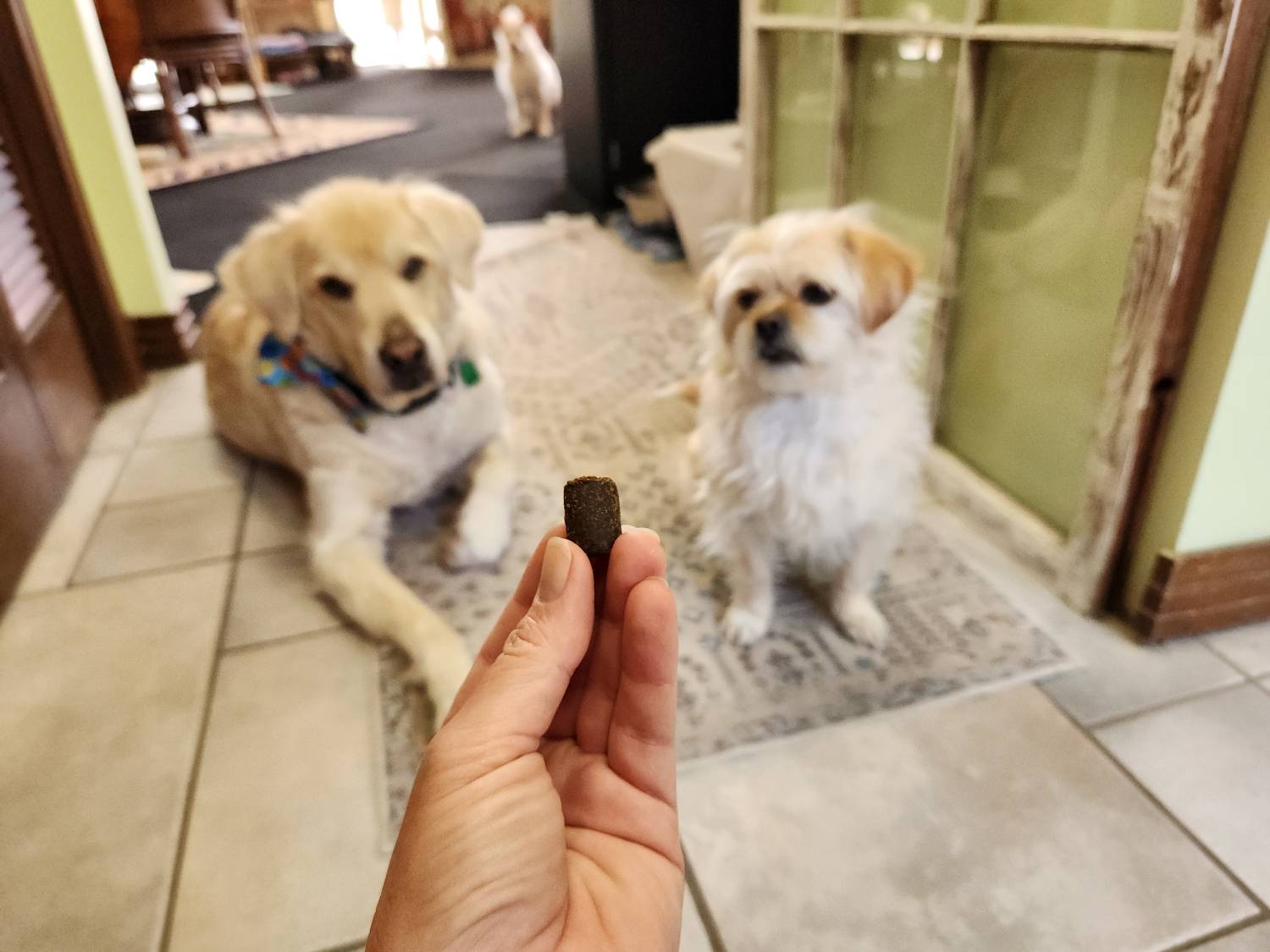 Lolahemp Immunity Mushroom Chews Review - giving the chews to dogs
