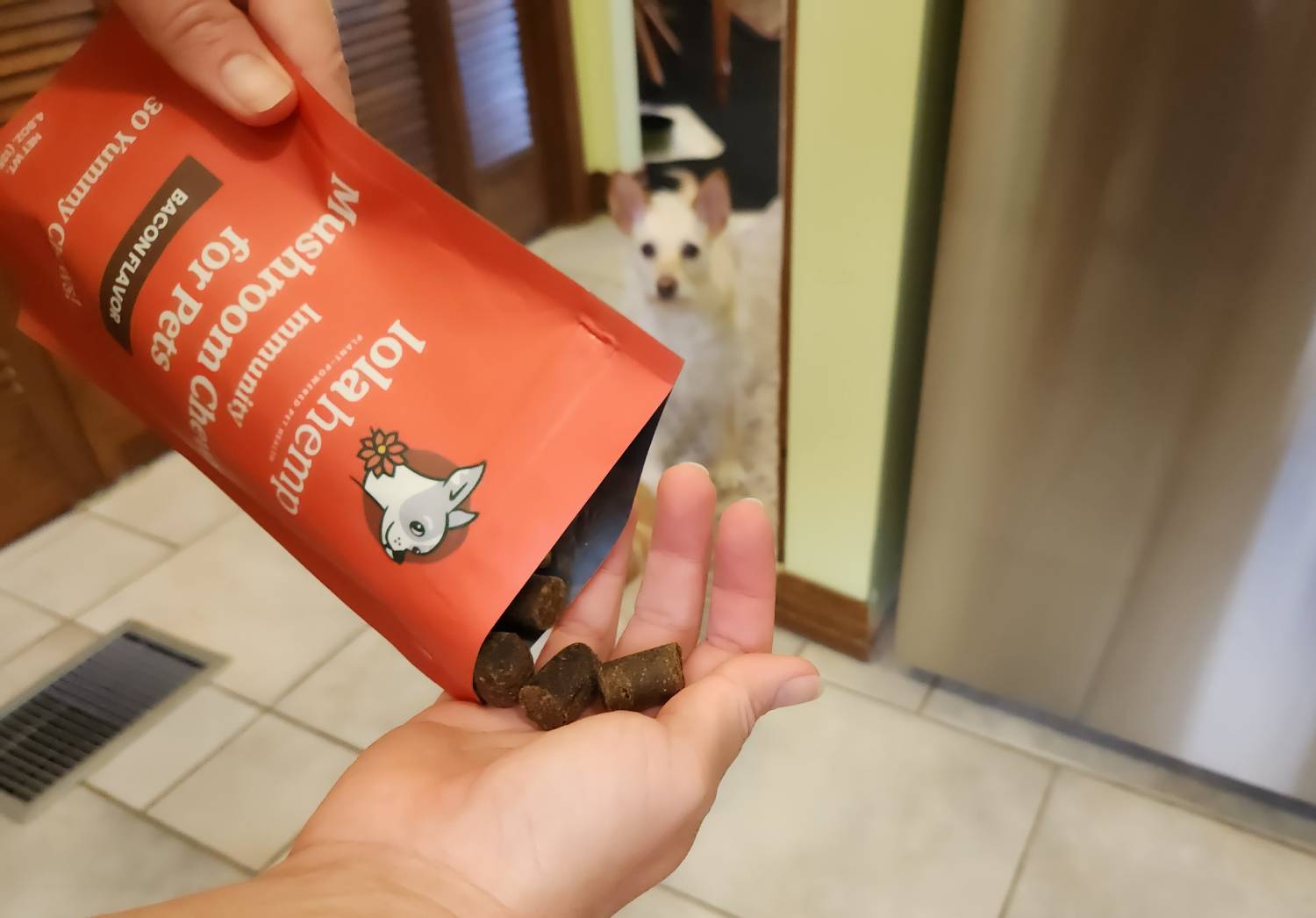 Lolahemp Immunity Mushroom Chews Review - product on hand