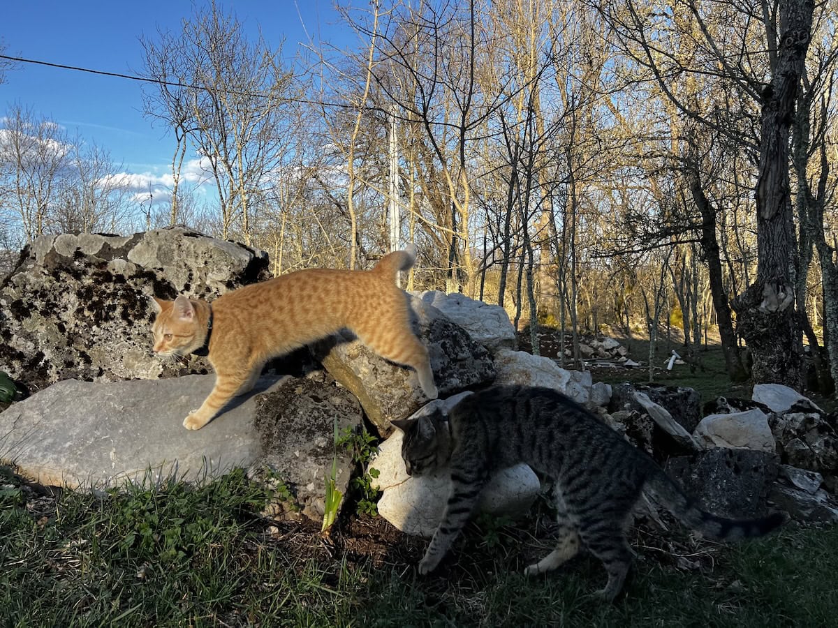 Minnie and Nara out hunting on the rocks
