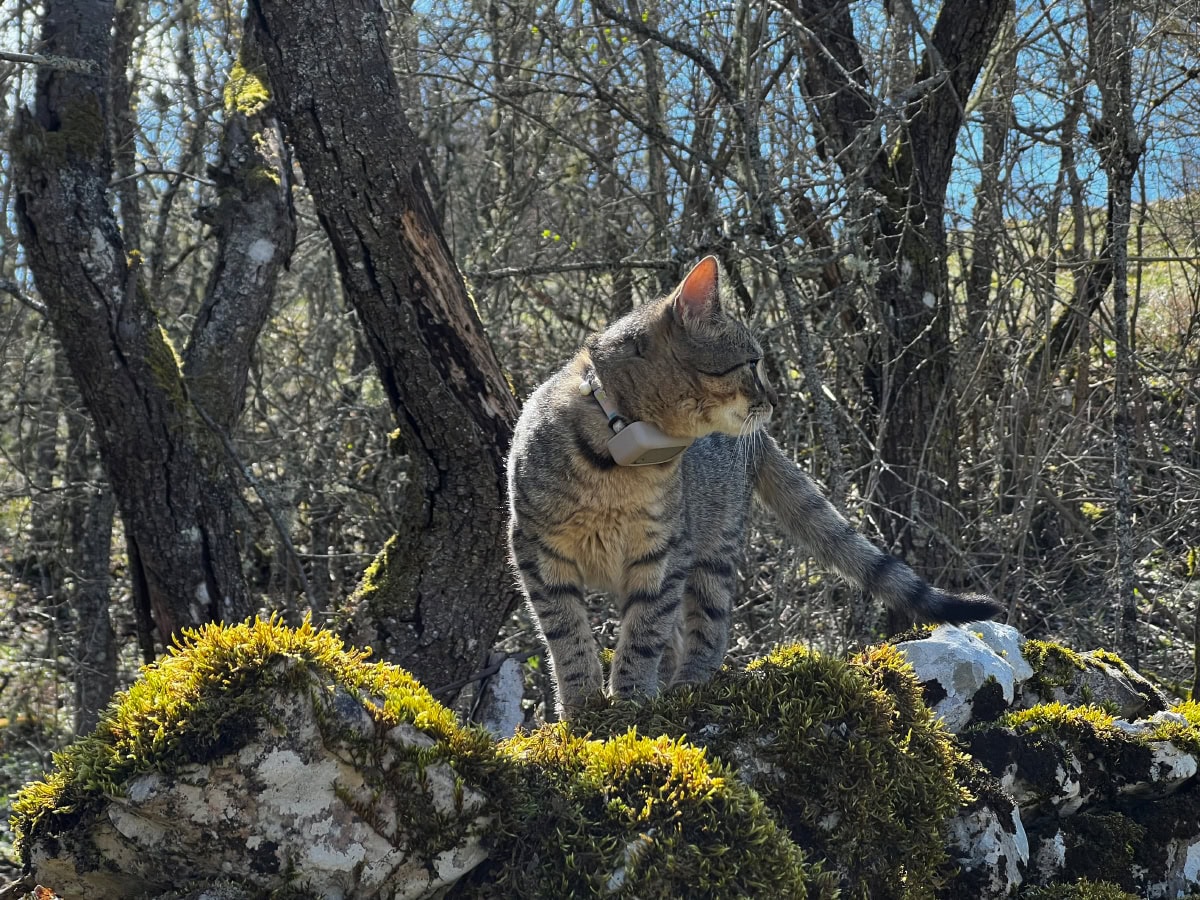Minnie in the woods