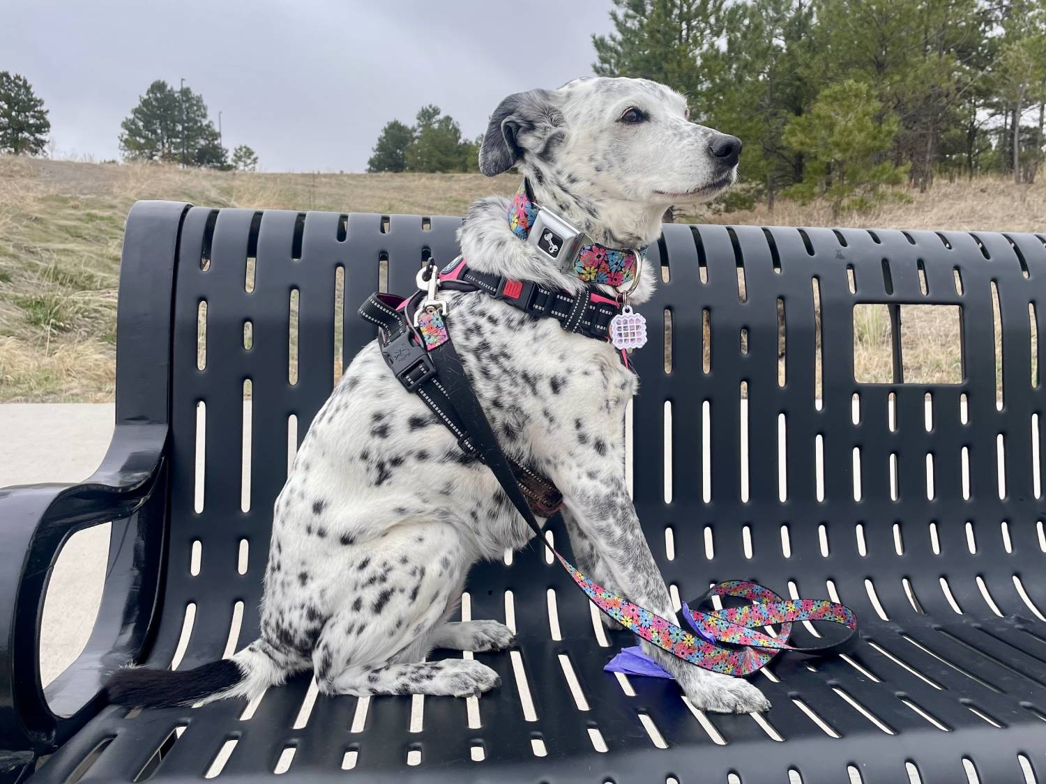 NATPAT Dog Training Aid Stickers Review - dog wearing product