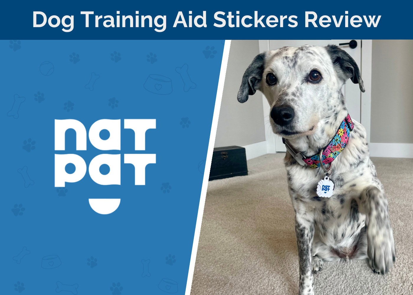 NATPAT Dog Training Aid Stickers Review - featured image