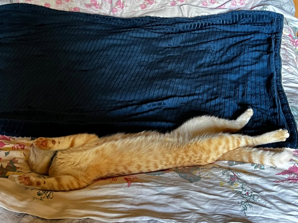 Nara sleeping on its back