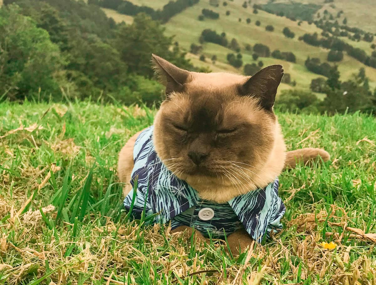 The image I shared of Baby Cat