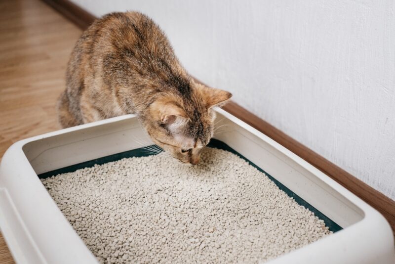 tabby cat sniffing the litter box