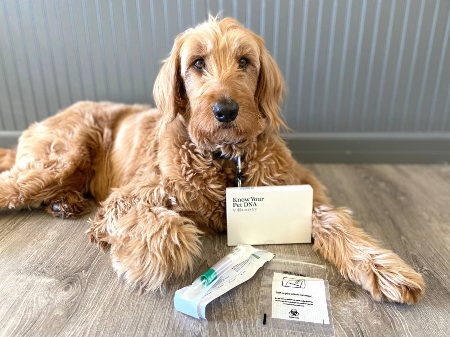 Ancestry Know Your Pet DNA Review - Micah unboxing the kit