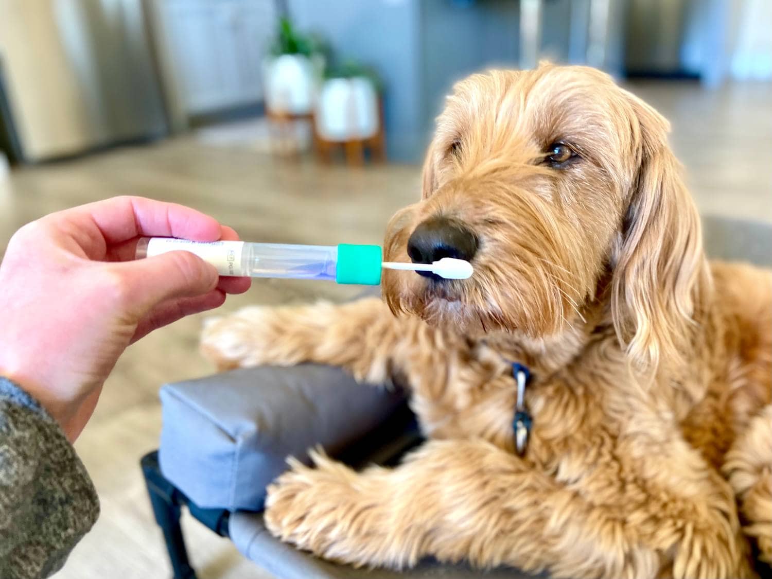Ancestry Know Your Pet DNA Review - swabbing Micah