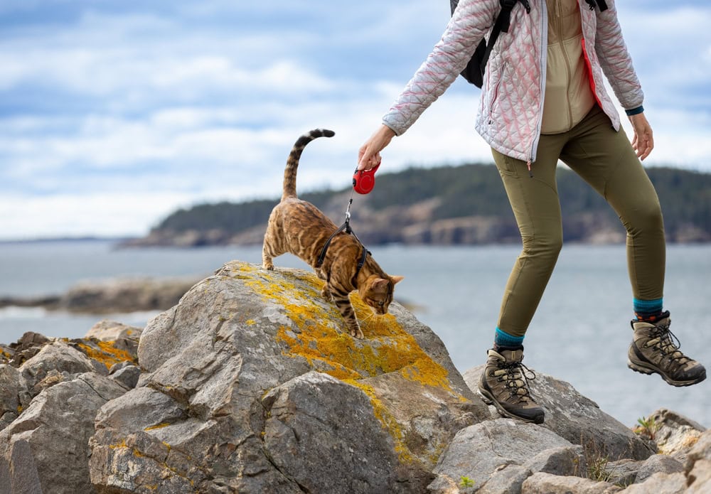 Bengal cat wearing harness and leash while hiking