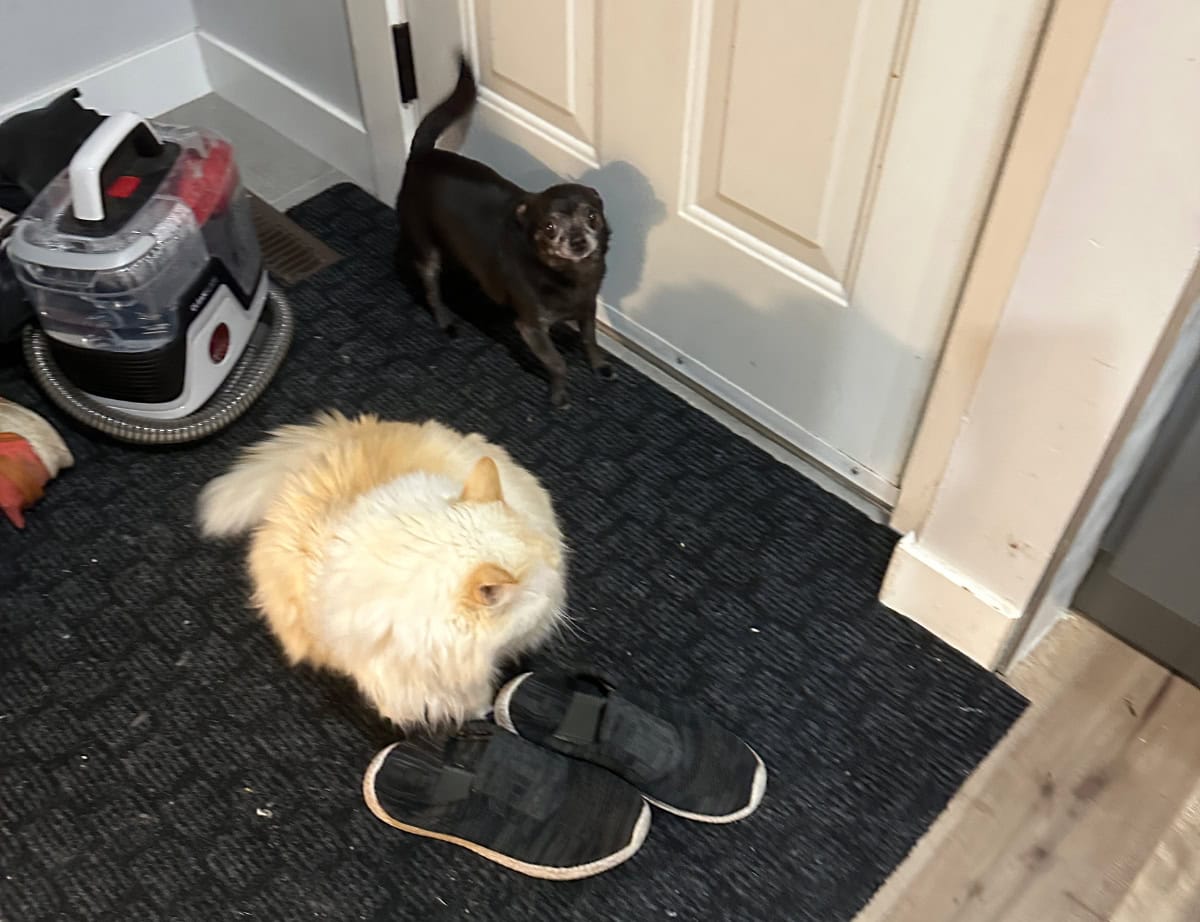 Blue and Subi hanging out by the door