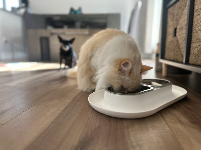 Blue eating food on her NomNom cat bowl