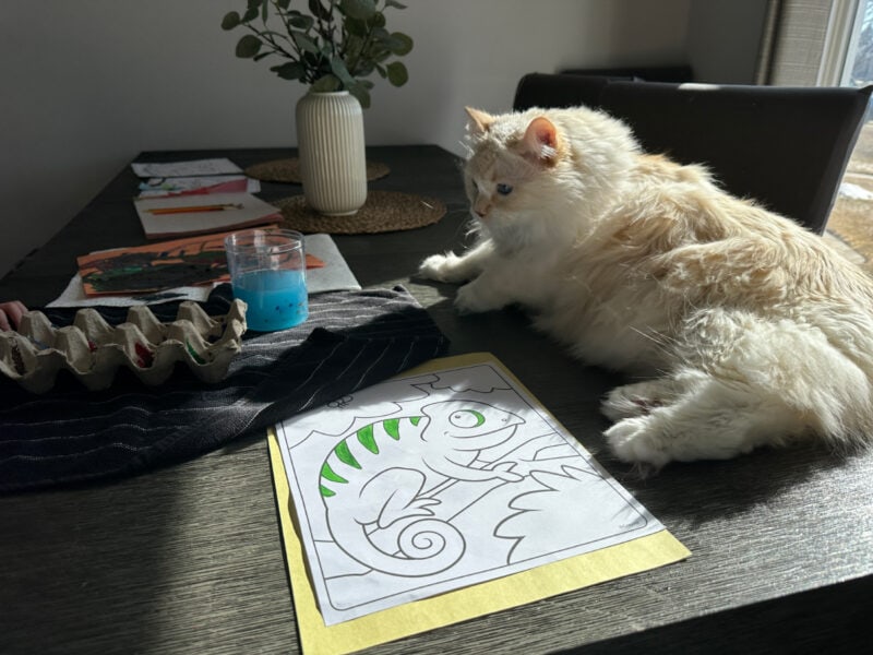 Blue lying on the table with the coloring materials