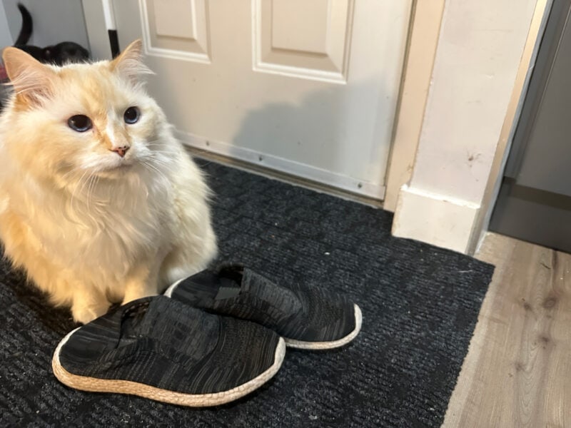 Blue sitting next to a pair of shoes