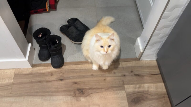 Blue sitting next to the shoes and boots