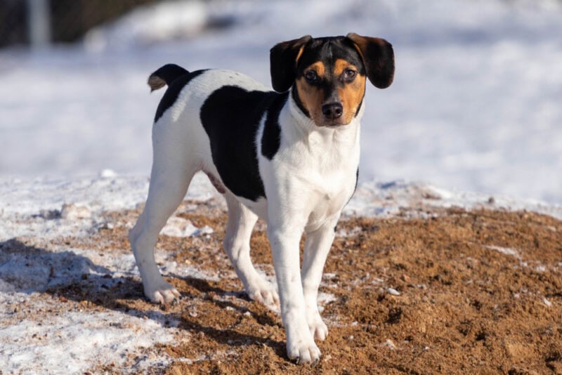 Danish-Swedish Farmdog at the park