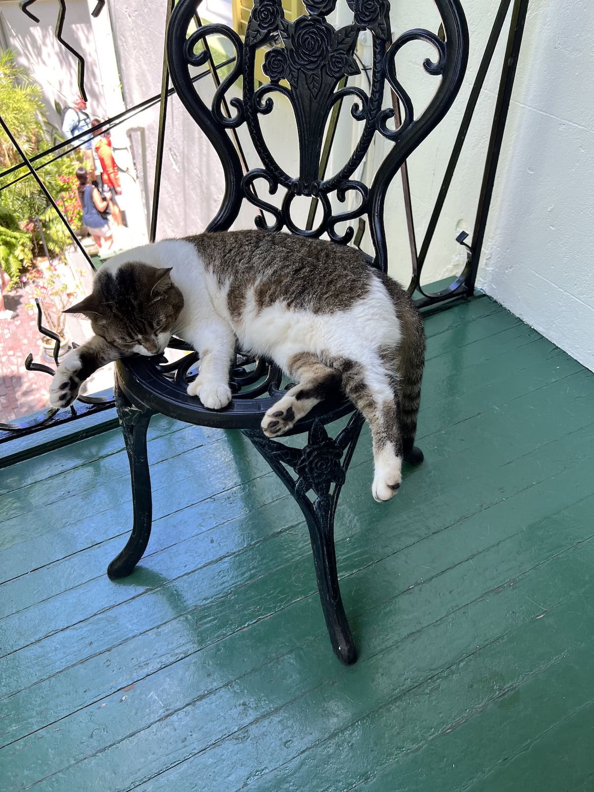 Hemingway polydactyl cat draped over a patio chair