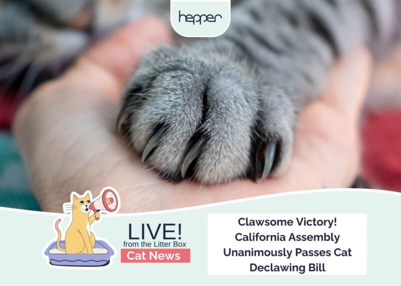 Weekly Mews California Declawing Bill