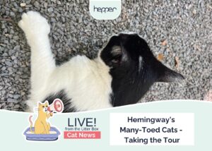 Hepper_Weekly Mews Hemingway's many toed cats