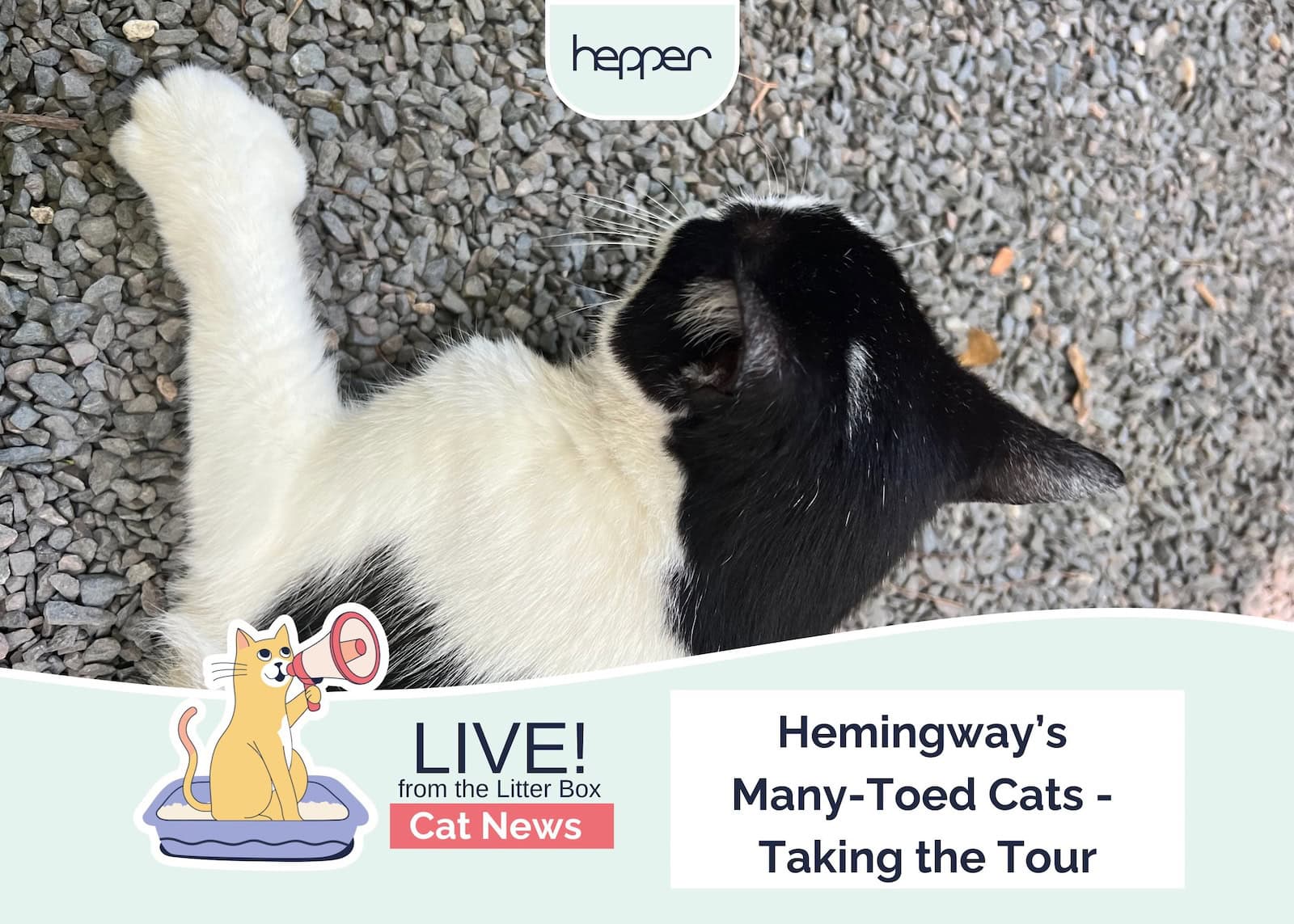 Hepper_Weekly Mews Hemingway's many toed cats