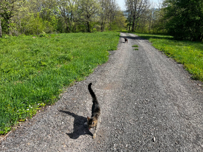 Lajka and Minnie walking on the road