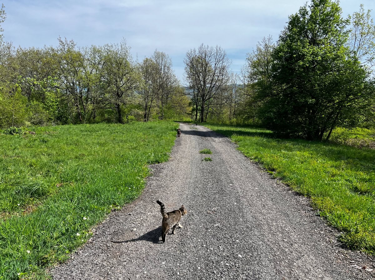 Lajka and Minnie walking on the road