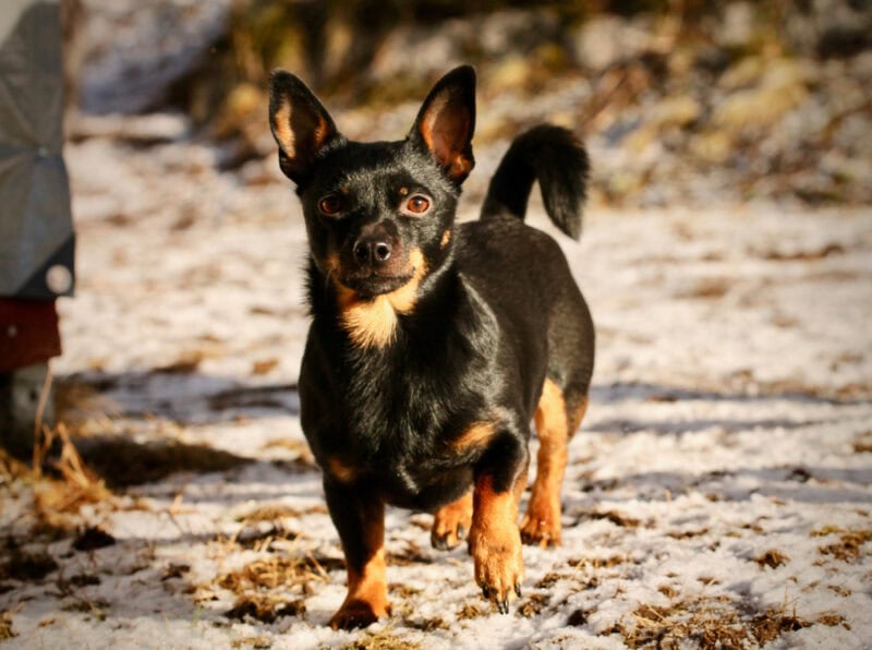 Lancashire Heeler dog walking on the snow