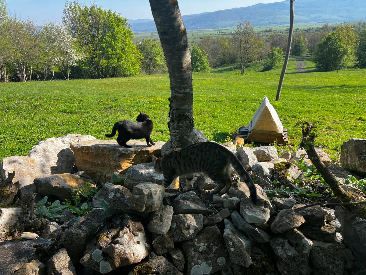 Miki and Minnie on the rocks outdoor
