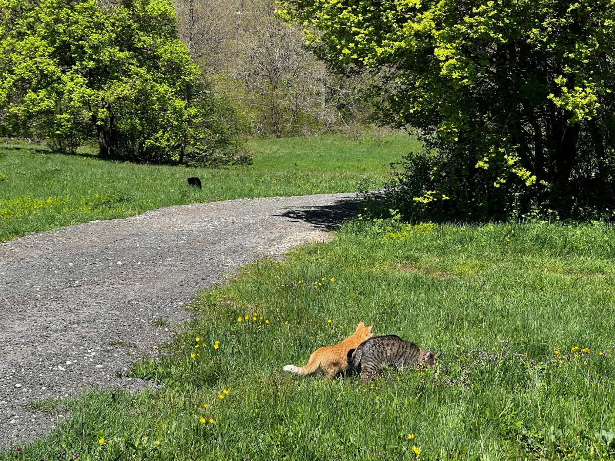 Miki exploring the other end of the road