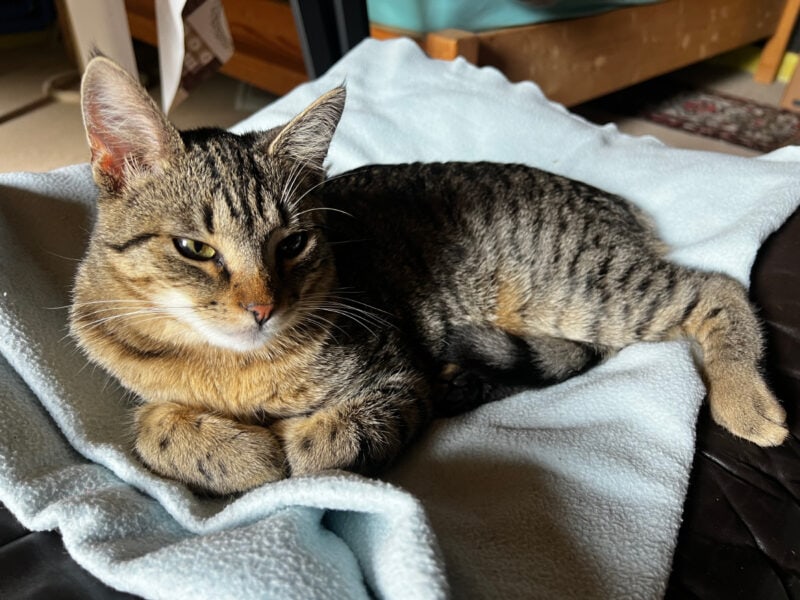 Minnie lying on the bed