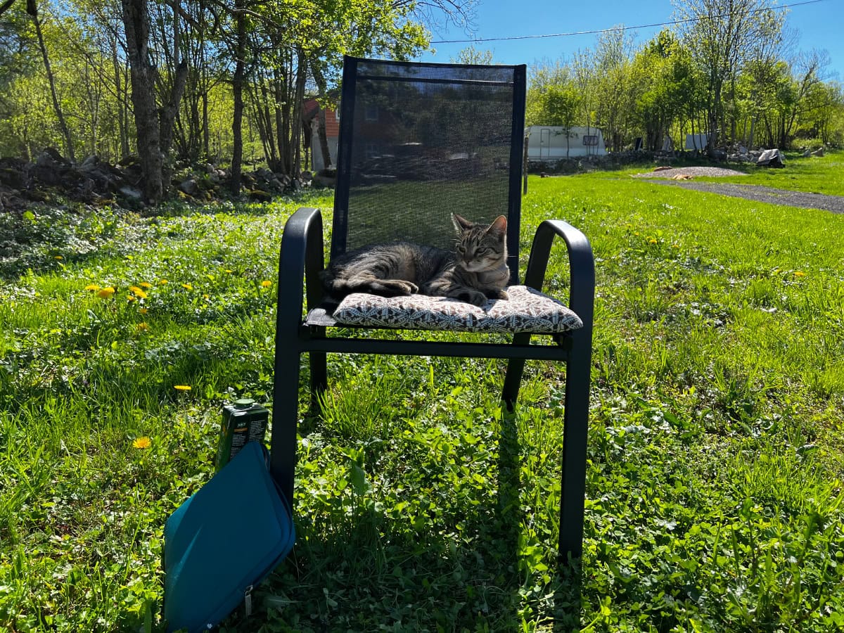 Minnie lying on the chair