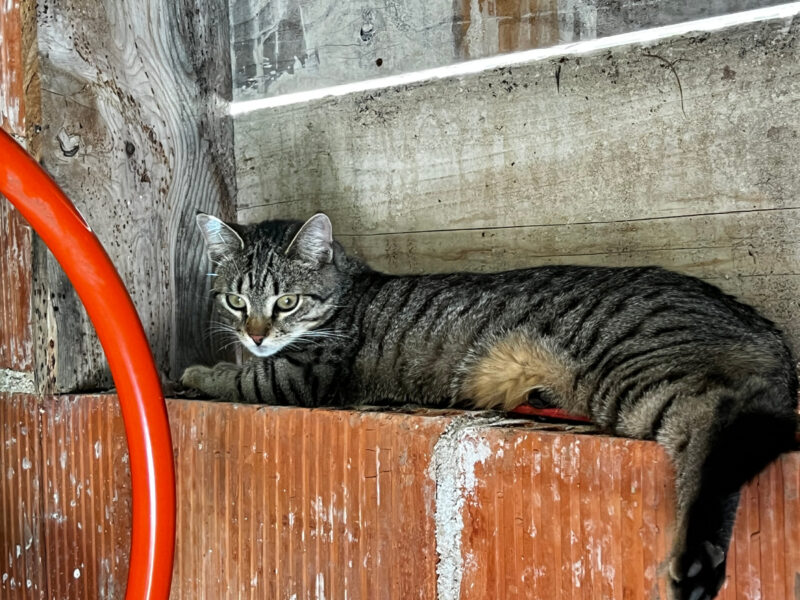 Minnie lying on windowsill