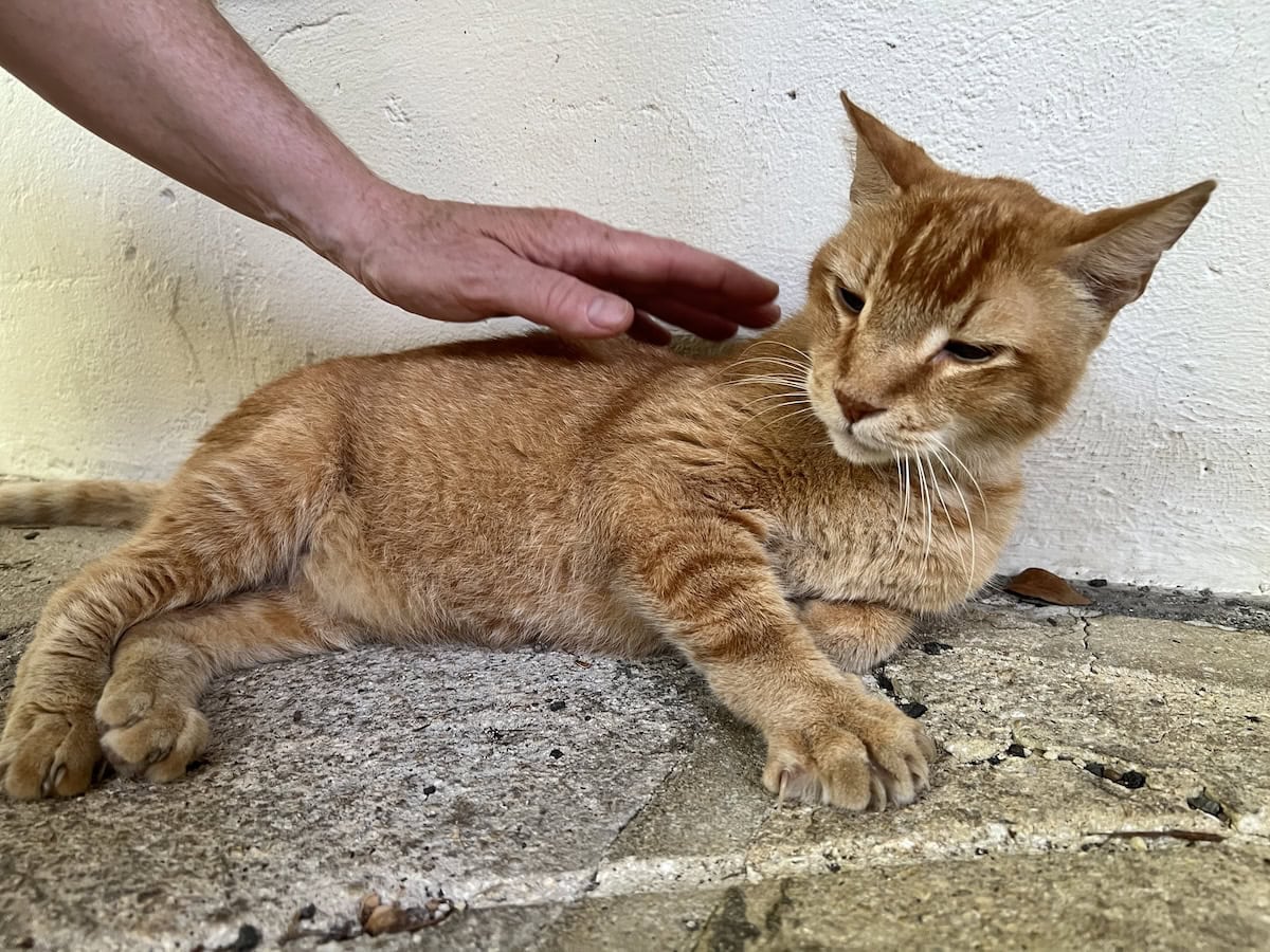 Orange cat lounging at the Hemingway museum