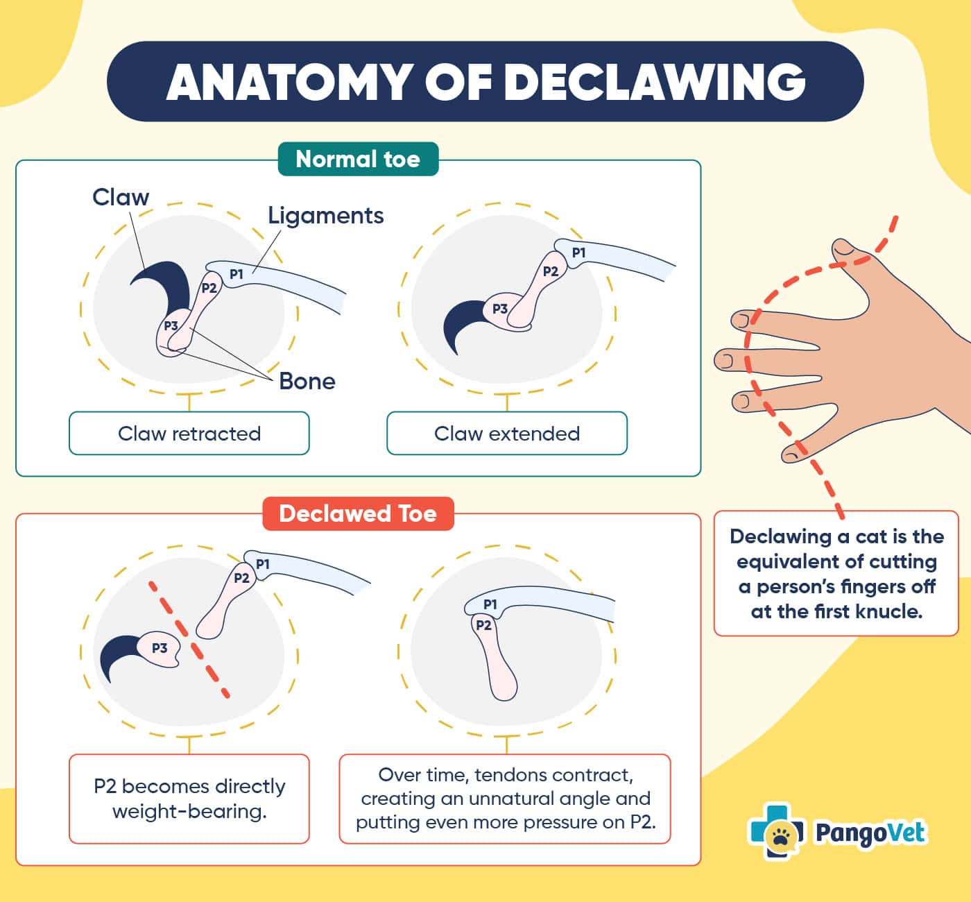 Anatomy of declawing Infographic