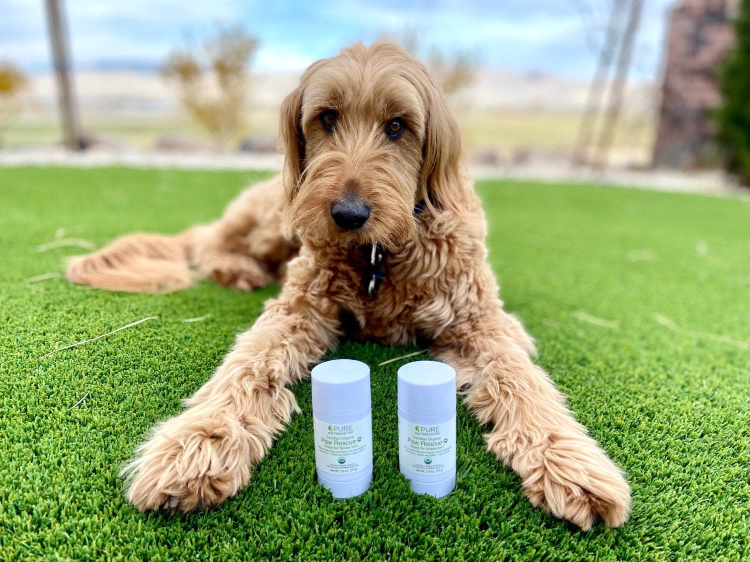 Pure and Natural Pet Paw Rescue Review - Micah with paw balms outside
