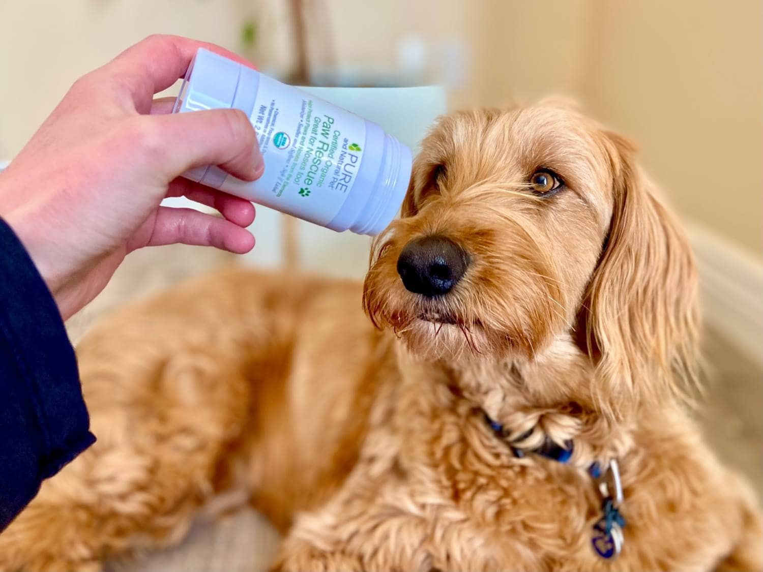Pure and Natural Pet Paw Rescue Review - putting balm on Micah's nose