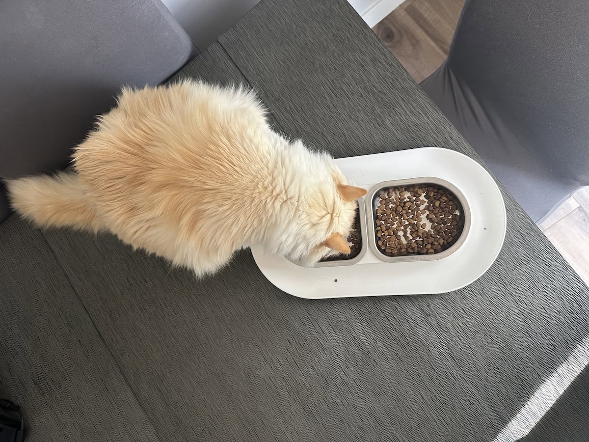 Blue eating from her Hepper bowl
