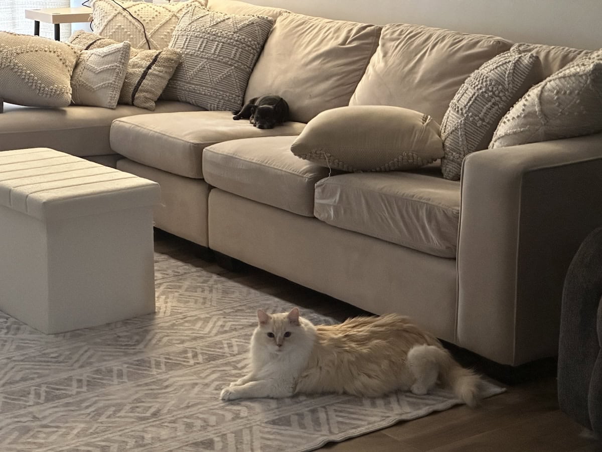 Blue hanging out in the living room with Subi