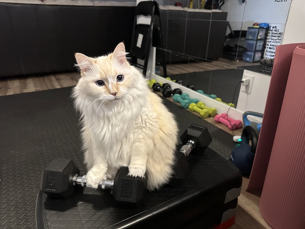Blue in Amanda's weight room