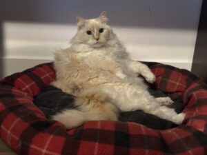 Blue lounging in her bed
