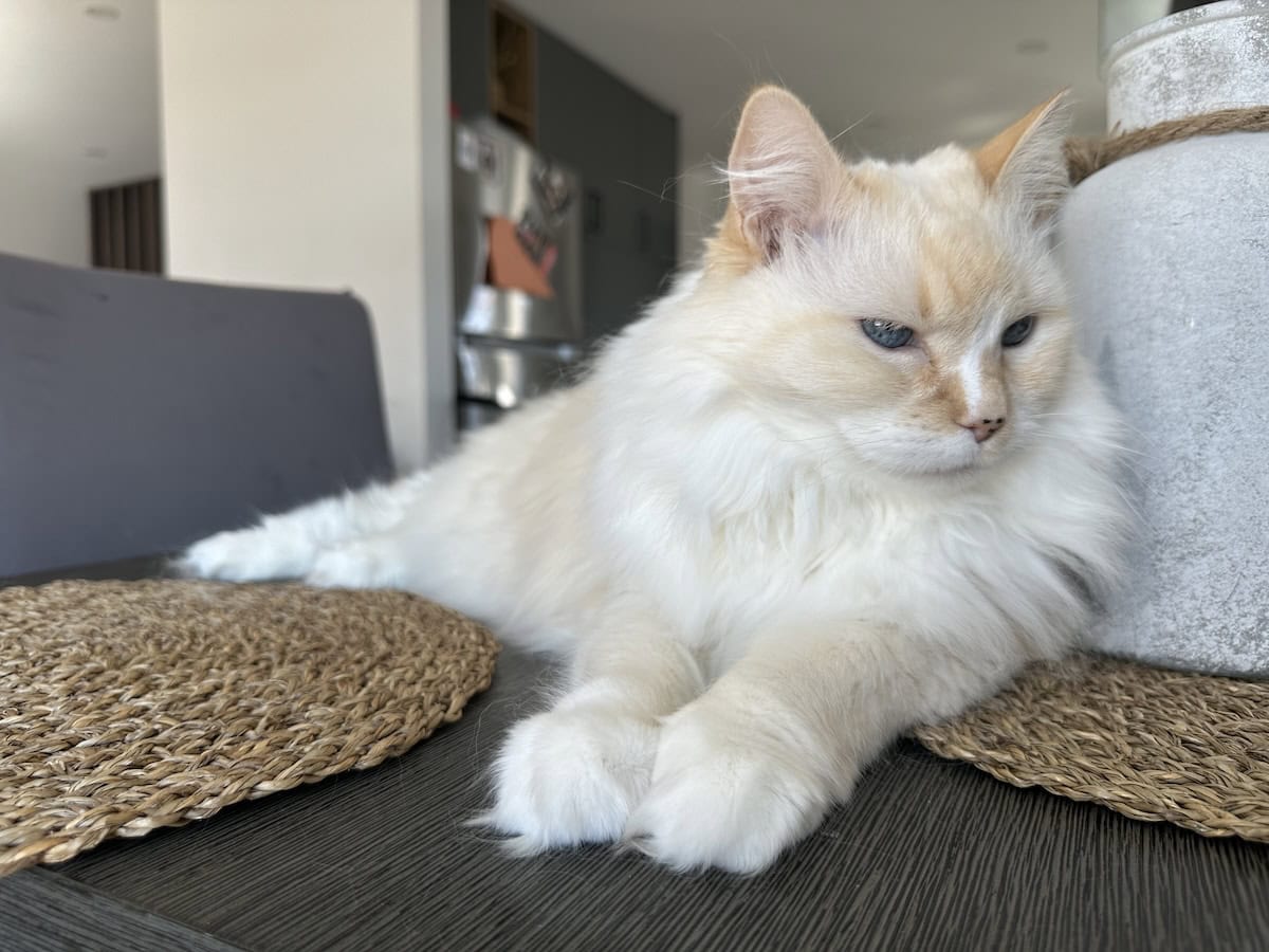 Blue relaxing on the table