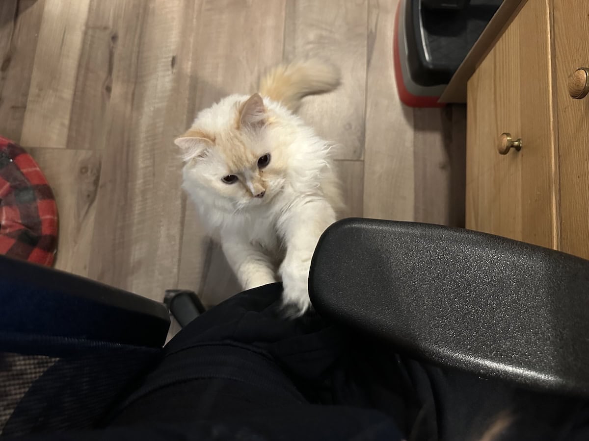 Blue trying to get on the office chair