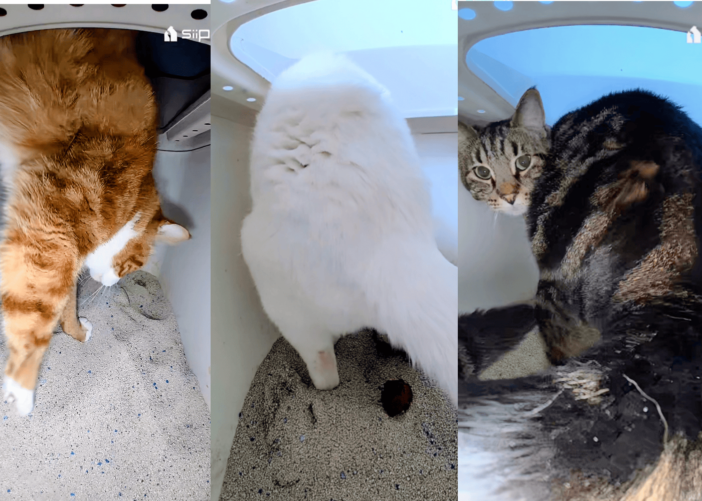 Siipet camera from inside the box 3